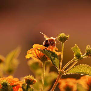 Territorio: Le api che frequentano il giardino